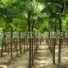 國槐 山東2米高國槐價格 泰安國槐批發(fā) 金枝國槐哪里買
