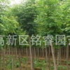 國槐山東國槐價格3-9公分國槐哪里賣泰安國槐批發(fā)綠化苗木