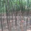 大量供應(yīng)國槐，速生國槐，大小規(guī)格國槐