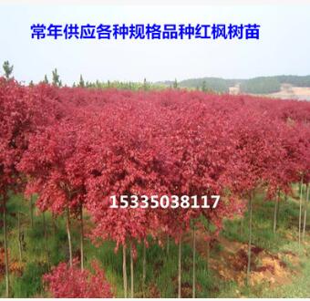 日本紅楓樹苗美國紅楓中國紅楓苗紅楓小苗庭院盆栽花卉綠化苗批發(fā)