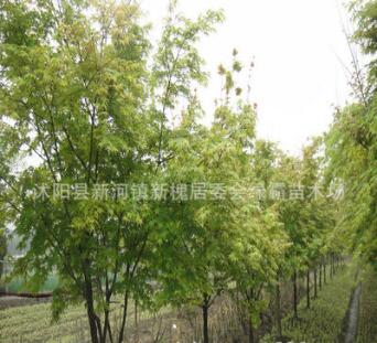 批發優質雞爪槭 雞爪槭小苗 綠化苗木蘇北雞爪槭基地