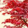 大量批發日本紅楓美國紅楓四季紅楓樹苗品種純正規格齊全