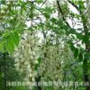 基地直銷優質刺槐 香花槐 龍爪槐樹苗 刺槐樹 綠化苗木 規格齊全