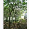 供應(yīng)廣玉蘭 紫薇 合歡 黃楊 大葉黃楊 蜀檜 紅楓 垂絲海棠等花木
