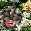 新木種子新采優(yōu)質(zhì)油桐種子油桐樹種子桐油樹種子千年桐種子桐油樹