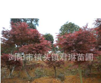 供應(yīng)綠化苗木紅楓 美國紅楓 紅楓小苗 規(guī)格齊全 喬木