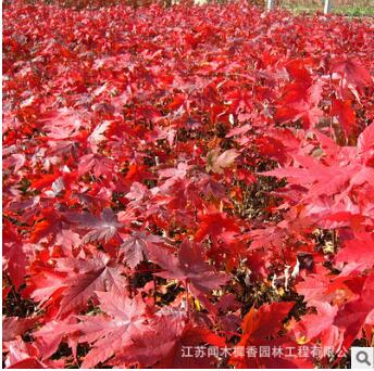 批發(fā)美國嫁接紅楓 優(yōu)質美國紅楓樹 風景樹 紅楓量大優(yōu)惠