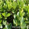 批發1米1.5米2米北海道黃楊 1米高北海道黃楊價格 北海道產地