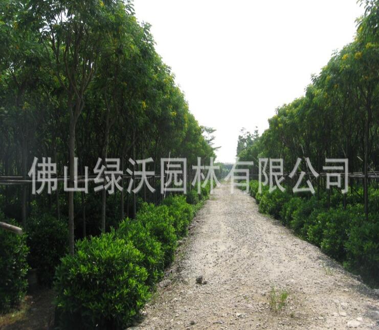 綠沃園林基地--大量供應米徑4-5公分優質移栽黃槐，地苗黃槐
