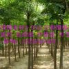 供應(yīng)國槐 國槐樹 國槐樹苗 國槐種子基地直銷國槐樹直徑2-25公分