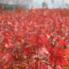 批發(fā)進(jìn)口美國紅楓種子 夕陽紅 秋火焰 十月光輝 保證發(fā)芽率