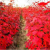 批發(fā)進口紅楓種子 美國紅楓種子 日本紅楓種子 正宗紅楓種子