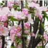 高桿西府海棠 垂絲海棠 北美海棠樹苗 綠化苗木庭院風(fēng)景小花苗