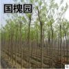 基地直銷國槐 槐樹、蕊、豆、白、細槐 冠型優美成活率高 價格低