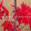 園林綠化苗木 紅楓小苗