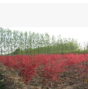 美國紅楓樹苗行道樹綠化苗木紅楓小苗秋火焰 批發(fā)紅楓苗庭