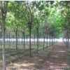 基地國槐樹苗直銷 大小規格全國槐小苗 工程綠化苗木 綠化行道樹