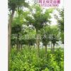 國槐河北國槐定干移植國槐8--20公分國槐