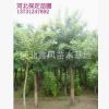 誠信供應商國槐價格國槐基地質優價廉
