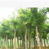 低價批發(fā)供應(yīng)10-30cm國槐苗木--綠化苗木
