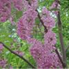 集安槐樹根 香槐根 純香花槐種根 品種純 質量優(yōu)