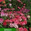 花卉種子 美女櫻 盆栽花種子 四季易種花種 種子批發(fā) 廠家直銷