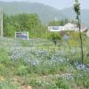 花卉種子 草花組合（高速公路系列）種子 種子批發(fā) 花種子 特惠價(jià)