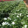 供應(yīng) 花卉種子 長春花 盆栽種子批發(fā) 廠家直銷