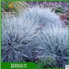 廠家直銷 進(jìn)口藍(lán)羊毛 種子批發(fā) 藍(lán)羊毛 銀羊茅 藍(lán)翔園藝品牌