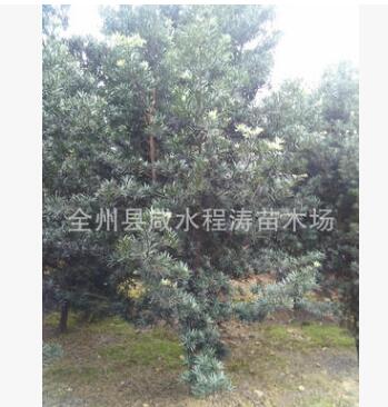 供應(yīng) 羅漢松 造型羅漢松樹(shù) 庭院綠化和高檔住宅景觀