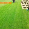 熱銷推薦馬尼拉草坪 基地直銷 耐踐踏彈性好 耐寒耐旱 價格優惠