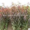 基地供應(yīng)桃樹苗 冬風(fēng)桃苗 春蜜桃苗 映霜紅桃苗1.5公分、2公分