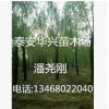 基地供應20公分、25公分、15公分垂柳