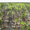 供應12公分梨樹 12公分梨樹價格