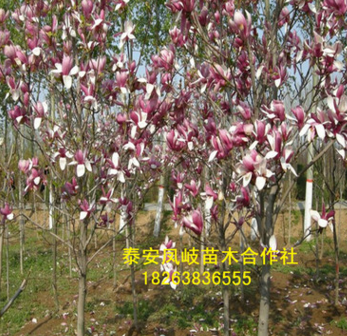 鳳岐合作社出售3公分玉蘭樹 3公分紅玉蘭樹 黃玉蘭價格