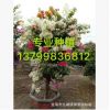 福建三角梅 雙色三角梅 三色三角梅 四色三角梅 五色三角梅價(jià)格