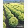 福建黃金寶樹價(jià)格 福建黃金寶樹批發(fā) 福建黃金寶樹種植基地