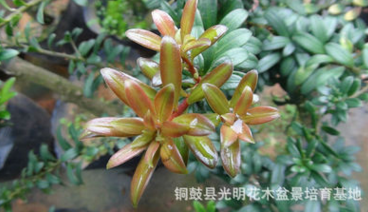 紅芽珍珠羅漢松苗，紅芽珍珠羅漢松實(shí)生苗，紅芽珍珠羅漢松原生苗