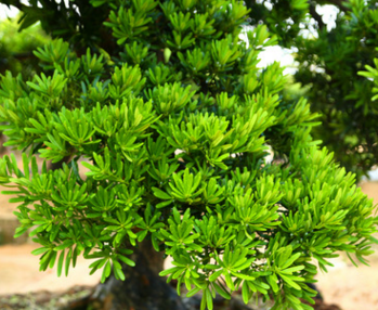 批發(fā)多種造型臺灣南崵羅漢松 庭院綠化觀賞樹木 園藝廠直供