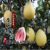 柚子樹苗 批發果樹苗 正宗紅肉蜜柚苗 嫁接柚子苗 3年結果苗
