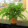 【綠圣蘭業(yè)】批發(fā)鐵線蕨