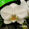 山東綠圣蘭業(yè)花卉蝴蝶蘭盆栽植物家居裝飾大白花