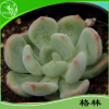 綠圣花卉批發(fā)供應(yīng) 防輻射多肉植物 格林 迷你辦公室內(nèi)綠植盆栽