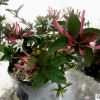 金銀花盆栽樹(shù)苗爬藤植物四季常青綠植花卉室內(nèi)陽(yáng)臺(tái)庭院金銀花苗