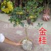 批發(fā)桂花 當年開花 桂花樹苗 室內盆栽花卉