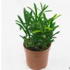 桌面綠植盆栽富貴竹發(fā)財樹九里香文竹滴水觀音盆景綠色植物不帶盆