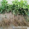 四季常青攀緣植物小葉扶芳藤苗爬行衛(wèi)矛苗爬山虎金銀花紫藤木香