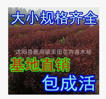 批發花卉園林綠化苗木 紫葉李小苗 紅葉李樹苗 規格全 歡迎選購
