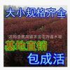 批發花卉園林綠化苗木 紫葉李小苗 紅葉李樹苗 規格全 歡迎選購