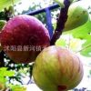 無花果樹苗批發盆栽地栽青皮紫果當年結果包成活果樹苗 2年苗